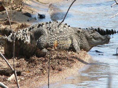 Krokodile Im Lago Enriquillo