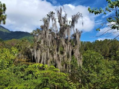 Regenwald Pico Duarte Dominikanische Republik