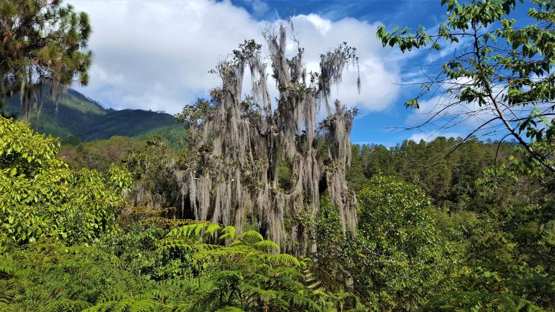 Regenwald Pico Duarte Dominikanische Republik