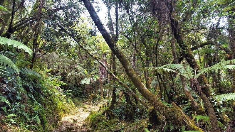Wanderweg Regenwald Pico Duarte Dominikanische Republik